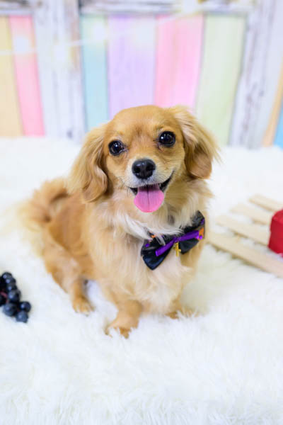 2025年10月26日グッデイ牛津店グランプリ ルナちゃん