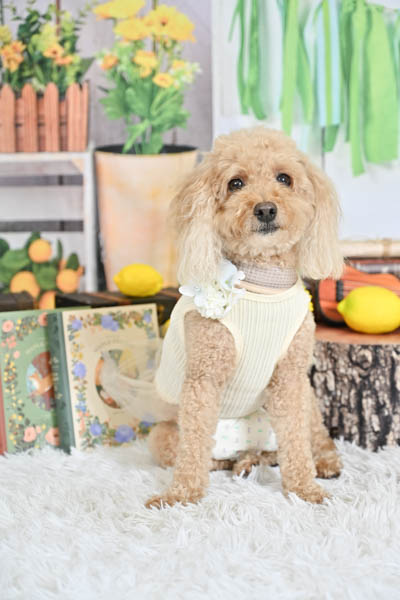 2025年10月26日グッデイ小野田店グランプリ メルちゃん