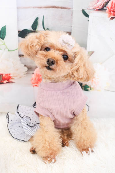 2025年10月26日グッデイ八幡西店グランプリ モモちゃん