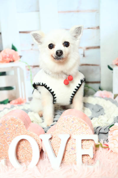 2025年12月28日サンデー天童南店グランプリ かのんちゃん