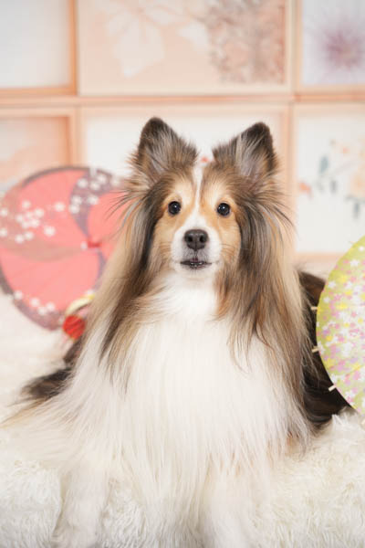 2026年1月31日カインズ稲沢ハーモニーランド店グランプリ エイトくん