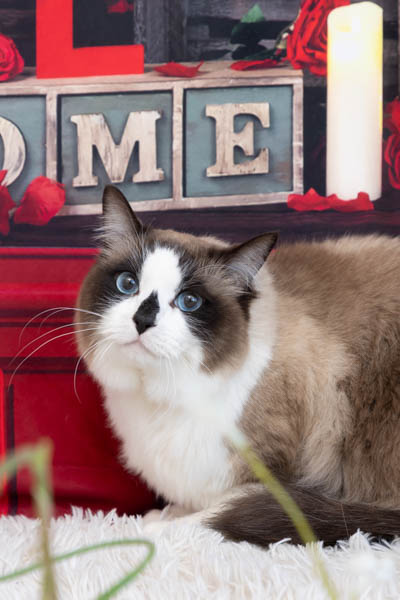 2026年1月31日カインズ昭島店グランプリ ぽこたんくん