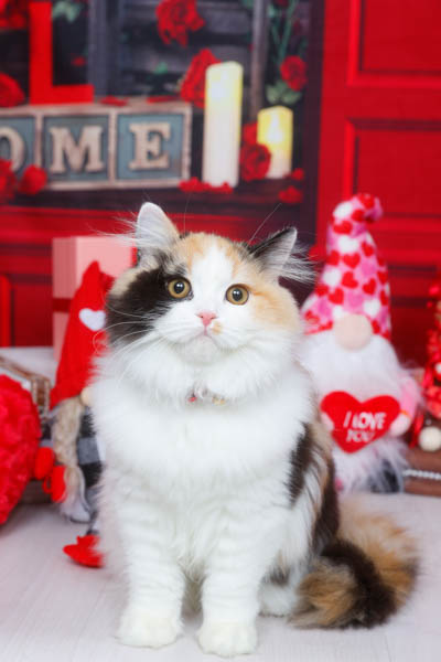 2026年1月31日カインズ沼津店グランプリ ルナちゃん