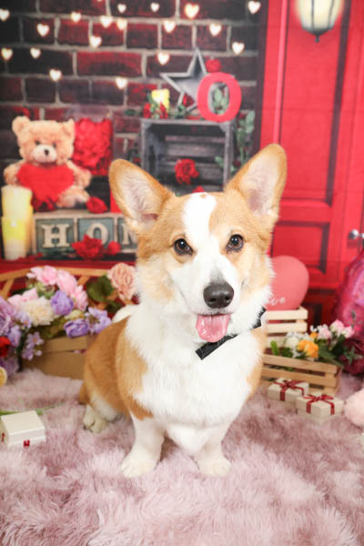 2026年1月31日グッデイ伊万里店グランプリ ルカくん