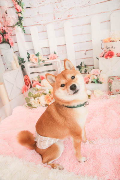 2026年1月31日グッデイ南福岡店グランプリ チロくん