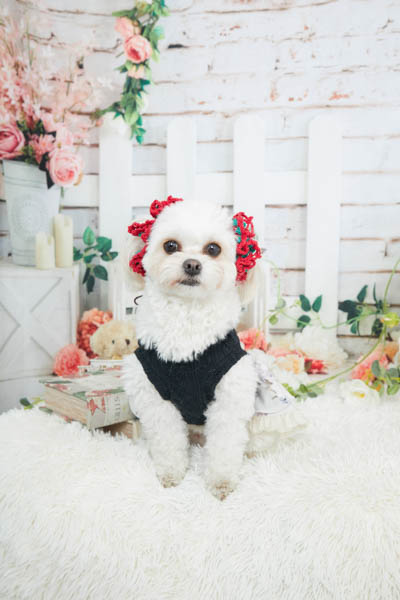 2026年1月31日グッデイ門司店グランプリ ルナちゃん