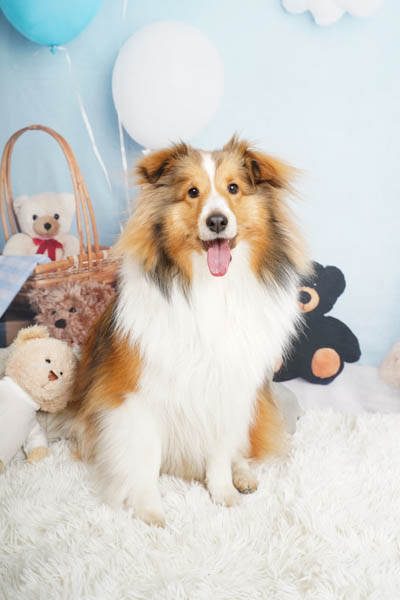 2026年2月1日ジョイフル本田八千代店グランプリ モカちゃん