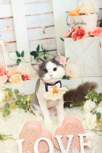 2026年6月21日
サンデー盛岡本宮店グランプリ ハロくん